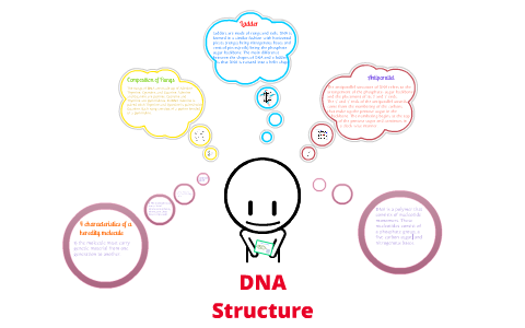 DNA Structure by Tiffany Nguyen on Prezi