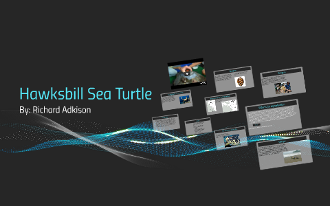 Hawkbill Sea Turtle by Richard Adkison on Prezi
