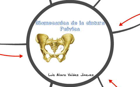 Biomecanica de la cintura pelvica by Alvaro Valdez on Prezi