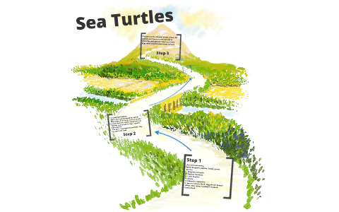 Sea Turtle by Ines Jimenez on Prezi