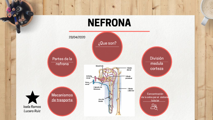 partes y funciones de la nefrona