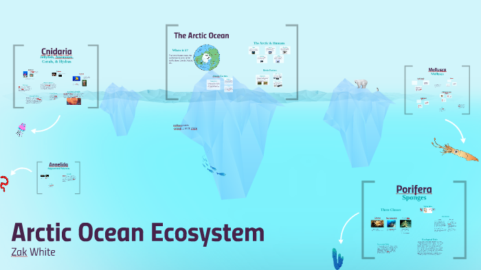 Arctic Ocean Marine Ecosystem by Zak White on Prezi