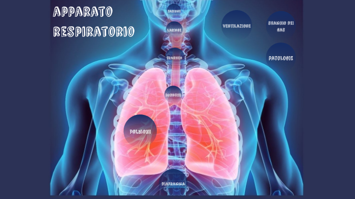 Apparato Respiratorio by Marco Bianco on Prezi