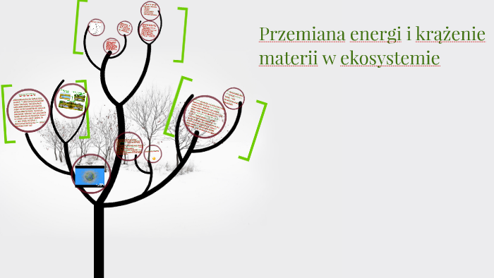 Krążenie Materii W Ekosystemie Przepływ energii i krążenie materii w ekosystemie. by Wakacje :) on Prezi