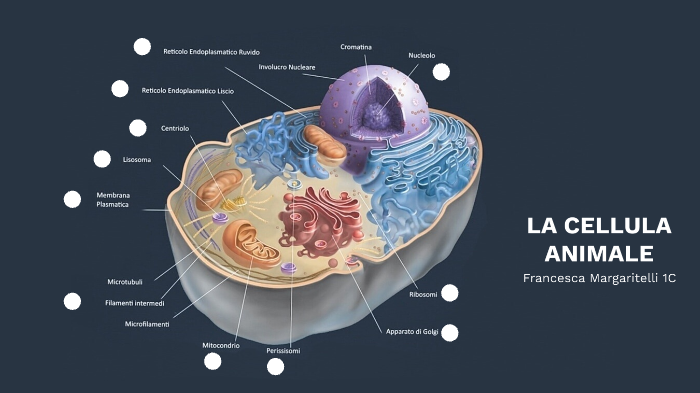 LA CELLULA ANIMALE by Francesca Margaritelli on Prezi