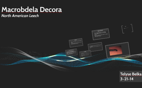 Macrobdella Decora by Telyse Belka on Prezi