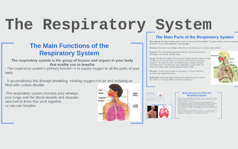 The Respiratory System by Phoebe Ranford on Prezi