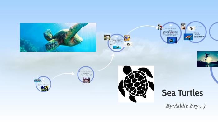 Sea Turtles by Addie Fry on Prezi