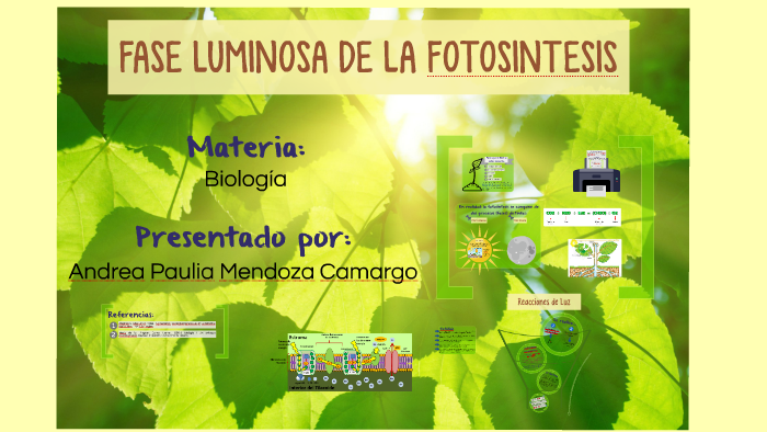 Fase Luminosa De La Fotosintesis By Susana Mendoza