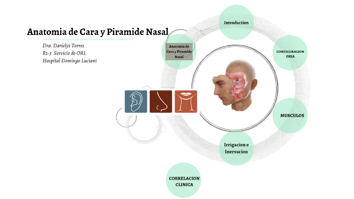 Anatomia de la Cara y Pirámide Nasal by Darielys del Valle Torres ...