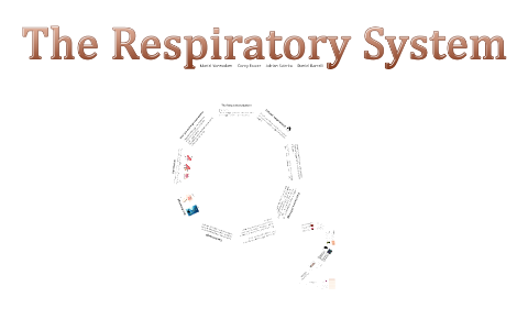 The Respiratory System by M Y on Prezi