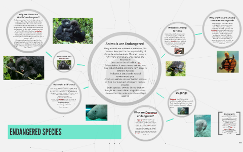 ENDANGERED SPECIES by Kim Le on Prezi