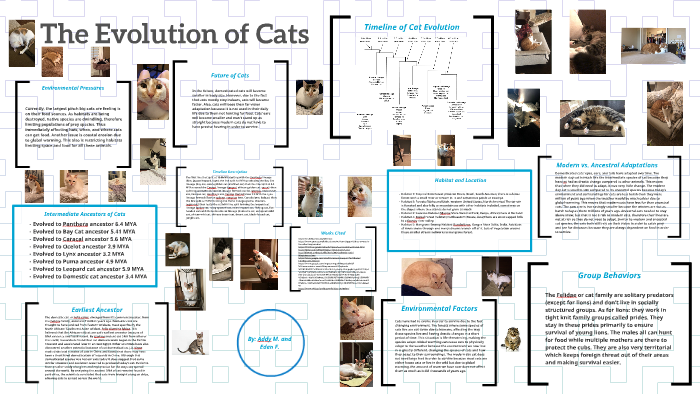 How House Cats Evolved