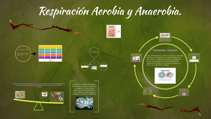 Respiración Aerobia y Anaerobia. by Omar Eduardo on Prezi