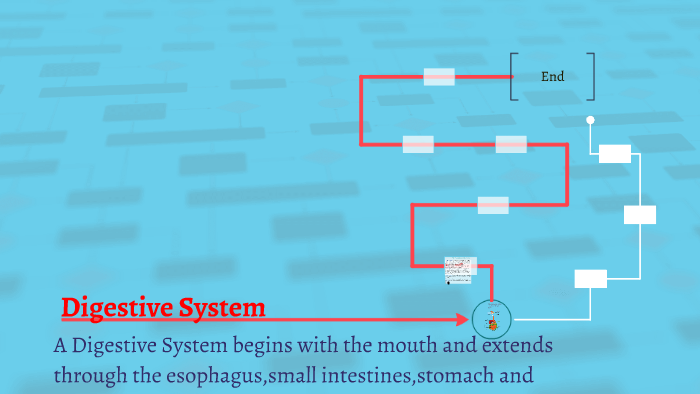 Digestive System by Daisy Diaz on Prezi