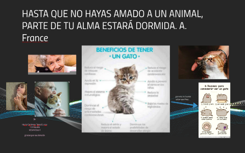 Beneficios de tener un gato en casa by tania horta on Prezi