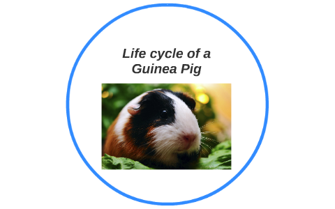 LIFE CYCLE Of A GUINEA PIG Birth, Puberty, Reproductive Cycle Pregnancy ...