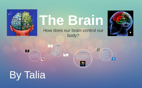 The Brain by on Prezi