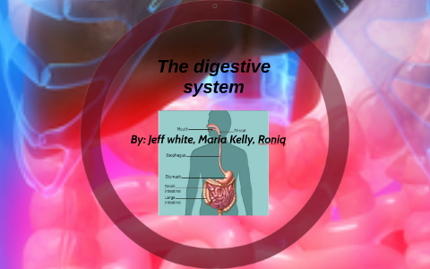 The digestive system by maria k on Prezi