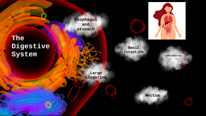 Digestive system by Laila Garcia on Prezi