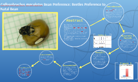 Bean Beetle Experiment By Purple Group