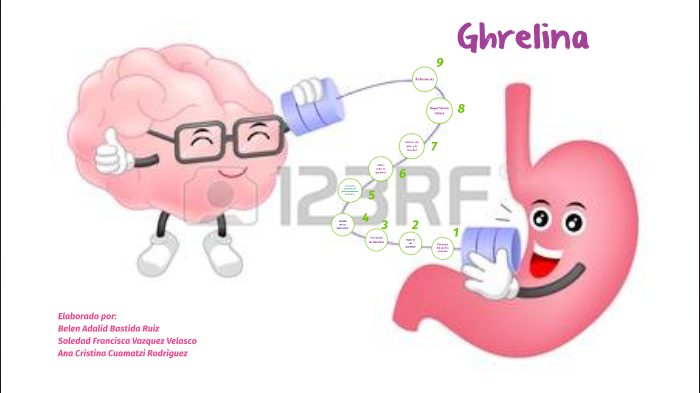 Ghrelina by cristina rodriguez on Prezi
