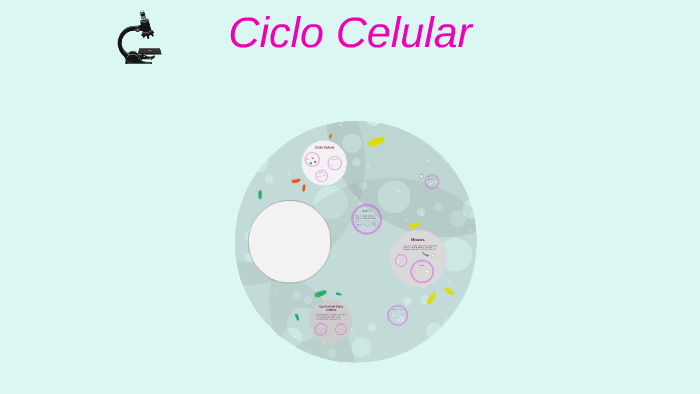 Ciclo Celular by Michelle Escobar on Prezi