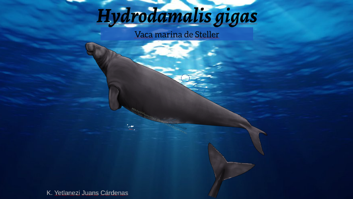 Hydrodamalis gigas by on Prezi