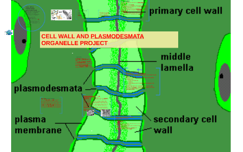 CELL WALL AND PLASMODESMATA ORGANELLE PROJECT by Niyati Patel