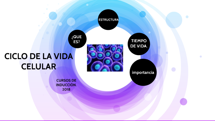 ciclo de la vida celular by flor alejandra arredondo ramos on Prezi