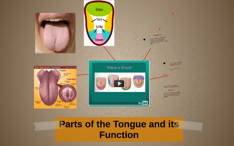 Parts of the Tongue and its Function by Lourgene Enriquez on Prezi