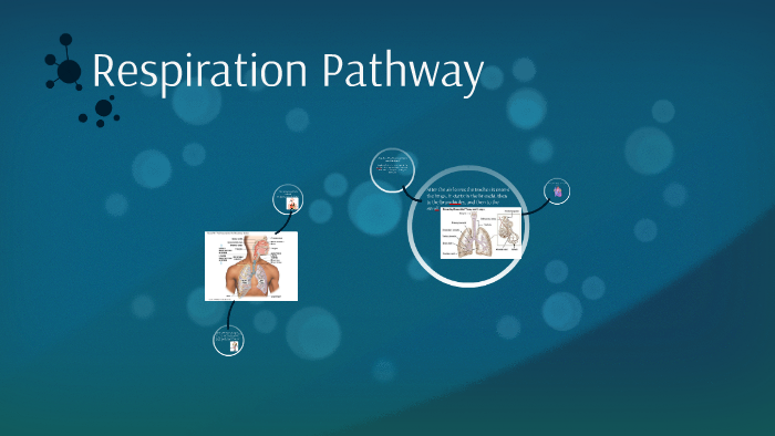 Respiration Pathway by Candy Ortiz on Prezi