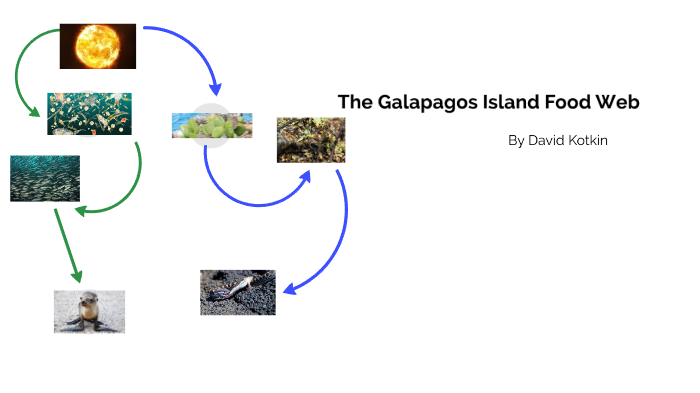 The Food Web of the Galapalos Islands by David Kotkin on Prezi Biology Diagrams
