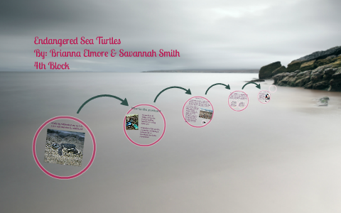 Endangered Sea Turtles by Brianna Elmore on Prezi