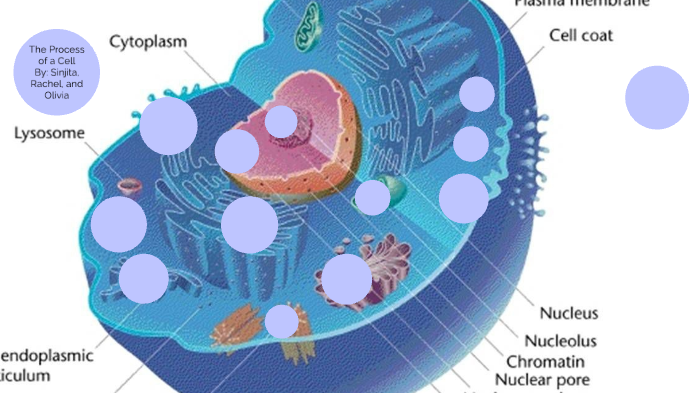 Inputs Outputs Cell Bio Project by Sinjita Bhattacharya on Prezi