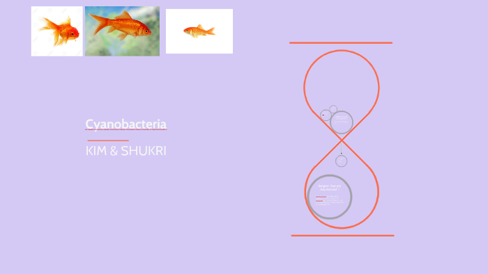 Cyanobacteria by Ashley Aland on Prezi