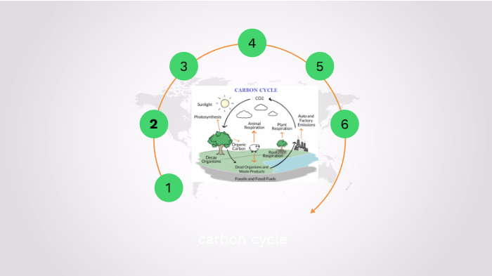 carbon cycle by Ronmel Martinez Gonzalez on Prezi