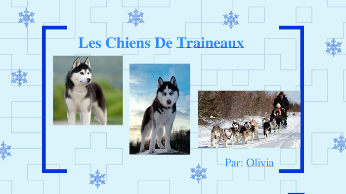 Les Chiens De Traineaux By Olivia Grgich On Prezi