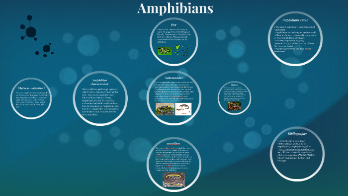 The Life Cycle of Amphibians by Minh Tran