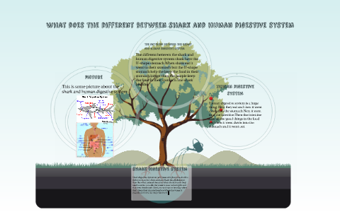 Shark and human digestive system by kelly nguyen on Prezi