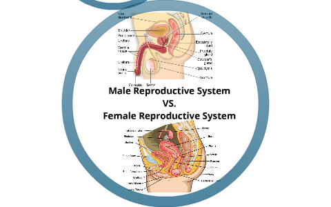 Male Reproductive System VS. Female Reproductive System by Brittany Smith