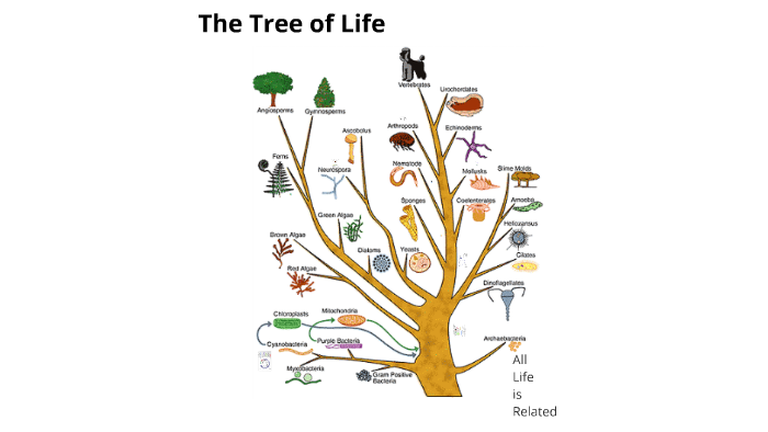 Evolutionary Tree of Life by Zeke Zager on Prezi