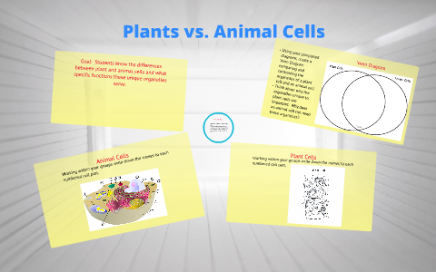 Plants vs. Animal Cells by shelle reck