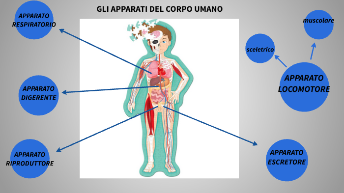 Quali Sono Gli Apparati Del Corpo Umano Gli Apparati del corpo umano by erika cappucci