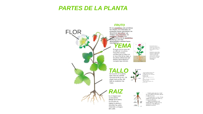 PARTES DE LA PLANTA by josué Romero on Prezi