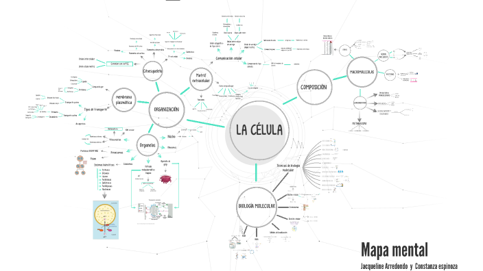 Mapa mental by Rocío Arredondo Maldonado on Prezi