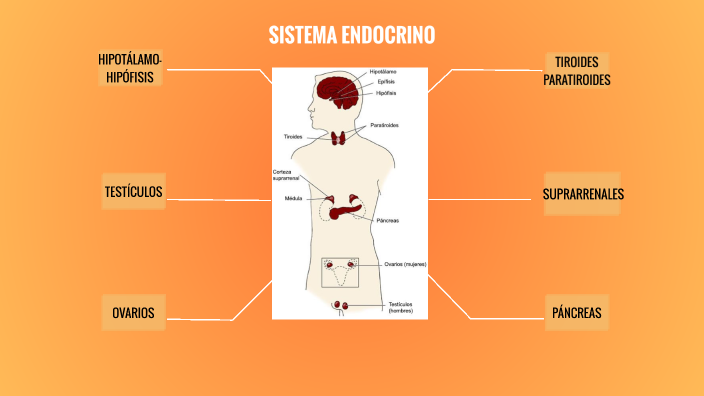 PRESENTACIÓN SISTEMA ENDOCRINO by lou ml on Prezi