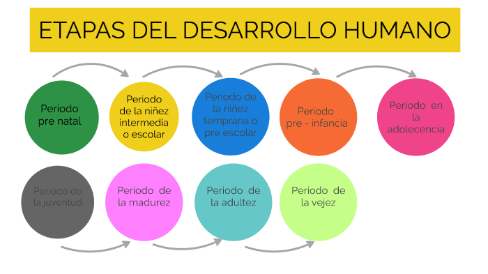 etapas del desarrollo humano by lourdes Rodriguez Incio on Prezi