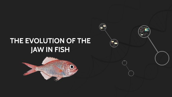 THE EVOLUTION OF THE JAW IN FISH by ruari campbell on Prezi