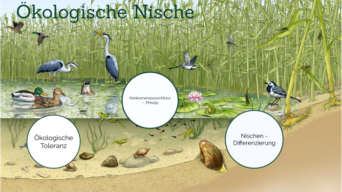 Was Ist Die ökologische Nische prezi.com